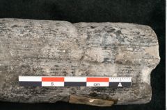 Foto (Detailansicht) von Calamites communis Ettingshausen (NHMW-GEO-2024-0188-10964)